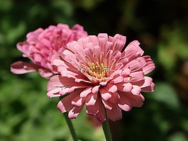 花,百日草,粉紅