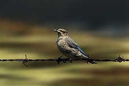 鳥,野生動物,自然