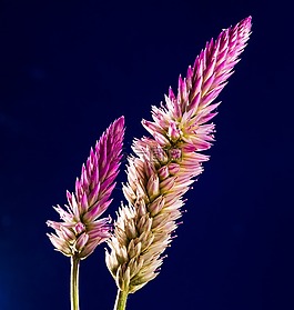 開(kāi)花,花,野花
