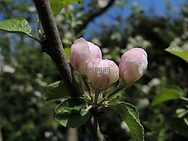 花,蘋果樹,芽