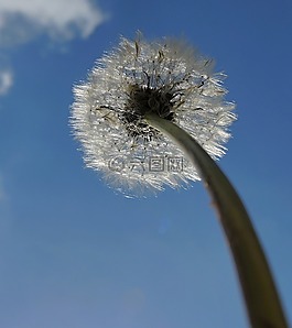 蒲公英,天堂,天空