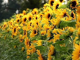向日葵,向日葵的字段,開(kāi)花
