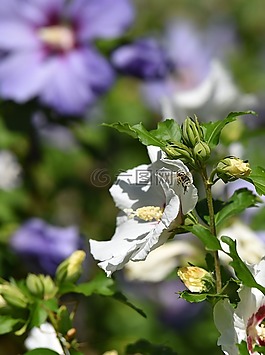 蜜蜂,盛开,开花