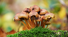蘑菇,秋季,森林