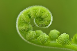 蕨類植物,滾,年輕葉