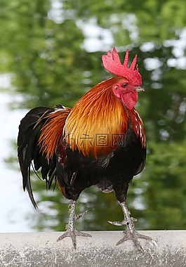 公雞,多彩,動物