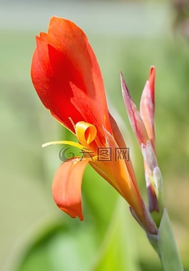 花,特寫,自然
