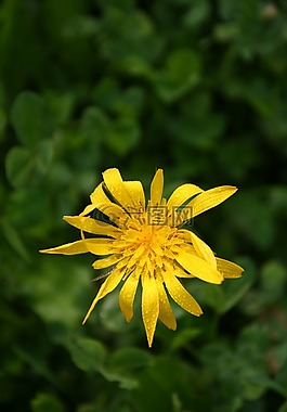 花,黃色,關(guān)閉