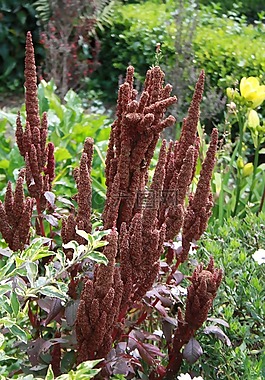 家庭amaranthacea,植物,伟大的食物