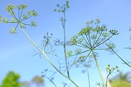 天空,綠色,可愛