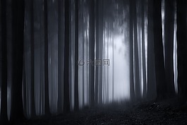木材,森林,暮光之城