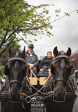 教練,馬,貨車