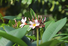 熱帶地區(qū),花,開花