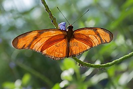 蝴蝶,性質(zhì),bug