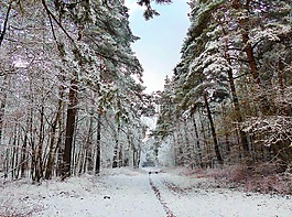 冬天,森林路径,雪