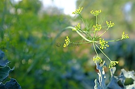 綠色,陽光,樹