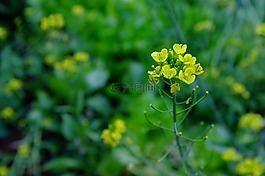 花,黃色,春