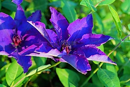 花,開花,紫