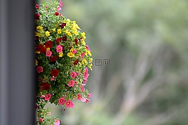 鮮花,背景,陽臺