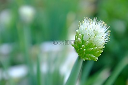 花,綠色,新鮮