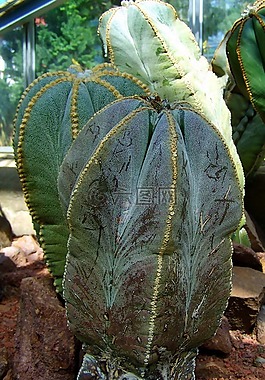 墨西哥仙人掌,植物园,佩奇