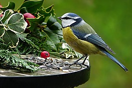 性質(zhì),動(dòng)物,鳥