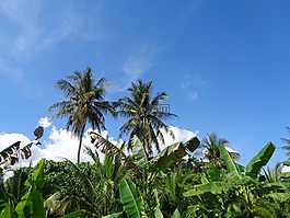 藍(lán)色,天空,椰子