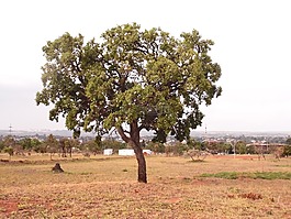 高原,cagaita,飞行