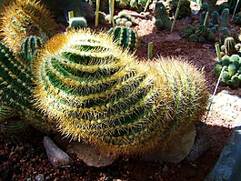 墨西哥仙人掌,植物园,佩奇