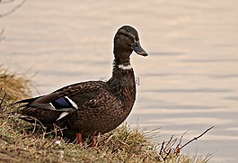 鴨,鴨鳥,冬天