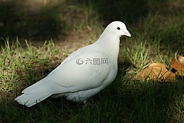 鴿子,鳥,希望