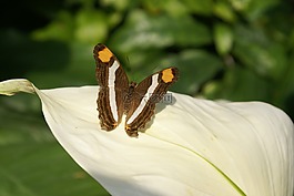 蝴蝶,昆蟲,自然