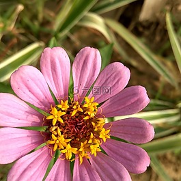 鮮花,花園,自然