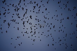 鳥,羊群,飛行