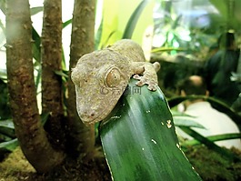 蜥蜴,爬行動物,自然