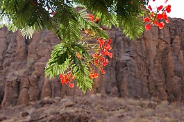 甘加那利島,布什,樹(shù)
