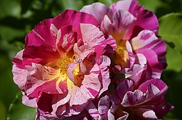 玫瑰,花,紫