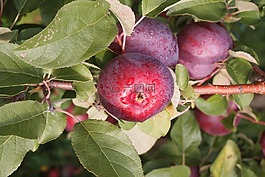 苹果,果园,佛蒙特州食品