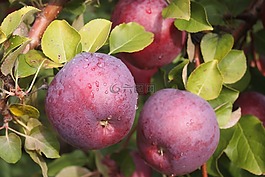 苹果,果园,佛蒙特州食品