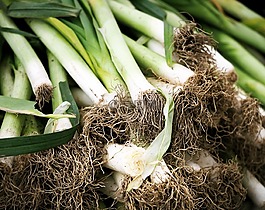 韭菜,綠色,根