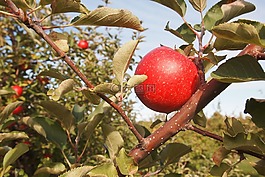 苹果,果园,佛蒙特州食品