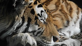 貓,累,動物園