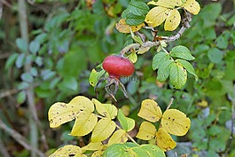 玫瑰果,羅斯蘋(píng)果,關(guān)閉