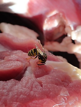 黃蜂,昆蟲,肉