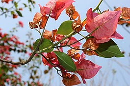 粉紅色的葉子,開(kāi)花,自然
