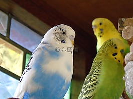 便宜,鸚鵡,鳥