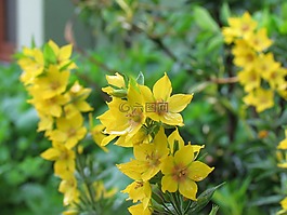 花,黃色,鮮花