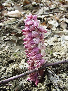 lathraea squamaria,蘭花,寄生