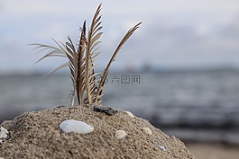 海灘,桑德伯格,羽毛
