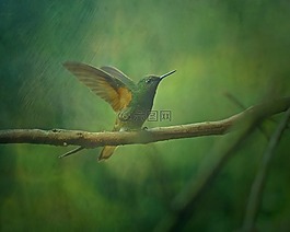 紋理,背景,蜂鳥